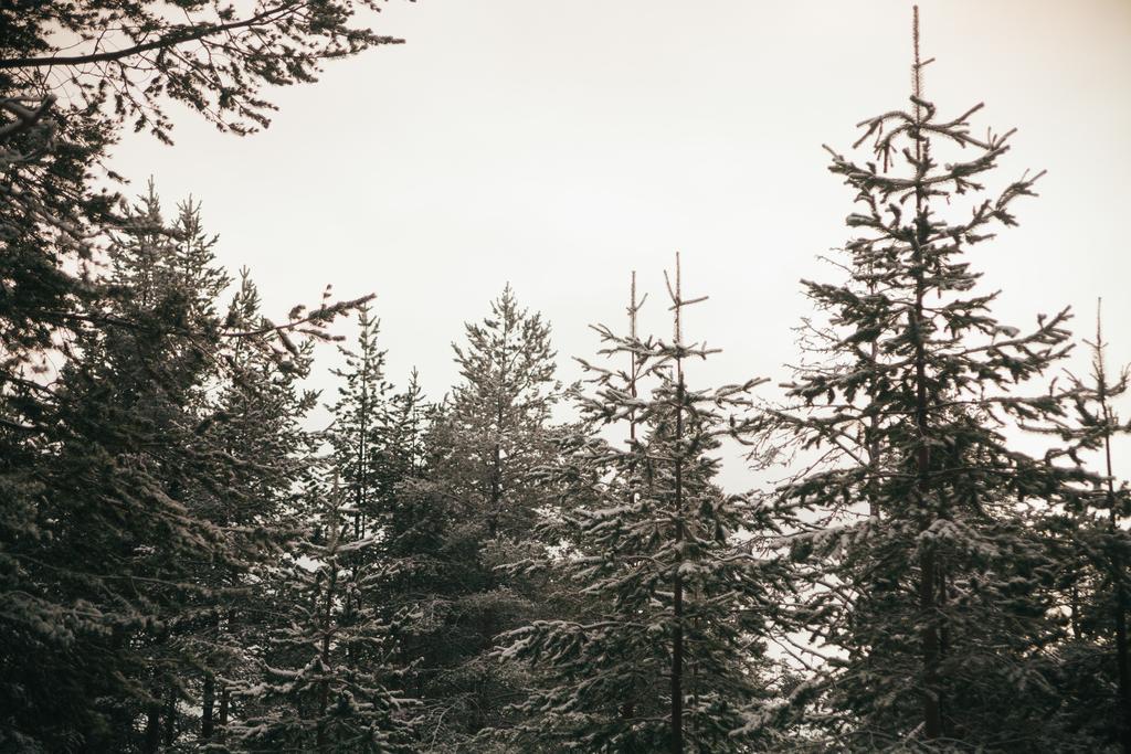 Petaejaekylae Villa Kuusamo Szoba fotó